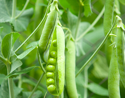 Pea
