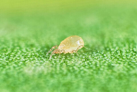Neoseiulus cucumeris
