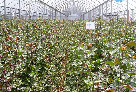 A healthy plant starts with a healthy root system!