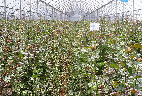 A healthy plant starts with a healthy root system!