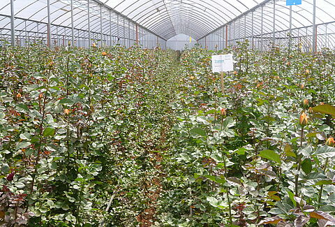 A healthy plant starts with a healthy root system!