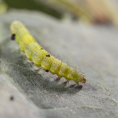 Larva of the Diamondback moth Plutella xylostella
