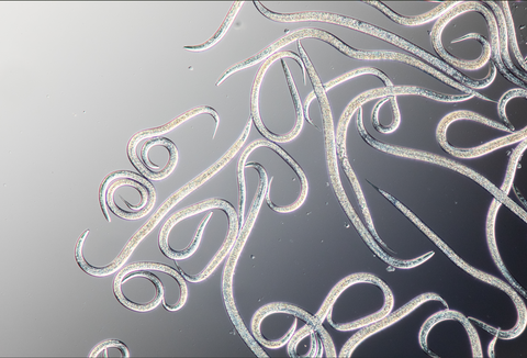 Beneficial nematodes for biological pest control