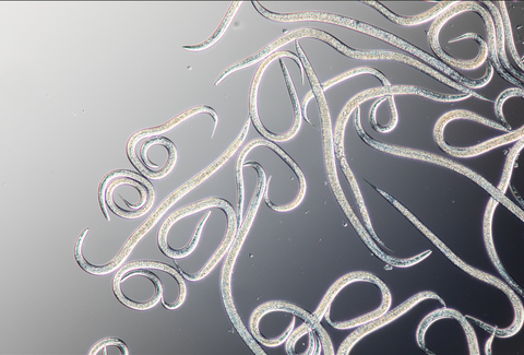 Beneficial nematodes for biological pest control