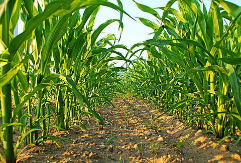 Maize