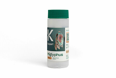 Miglyphus