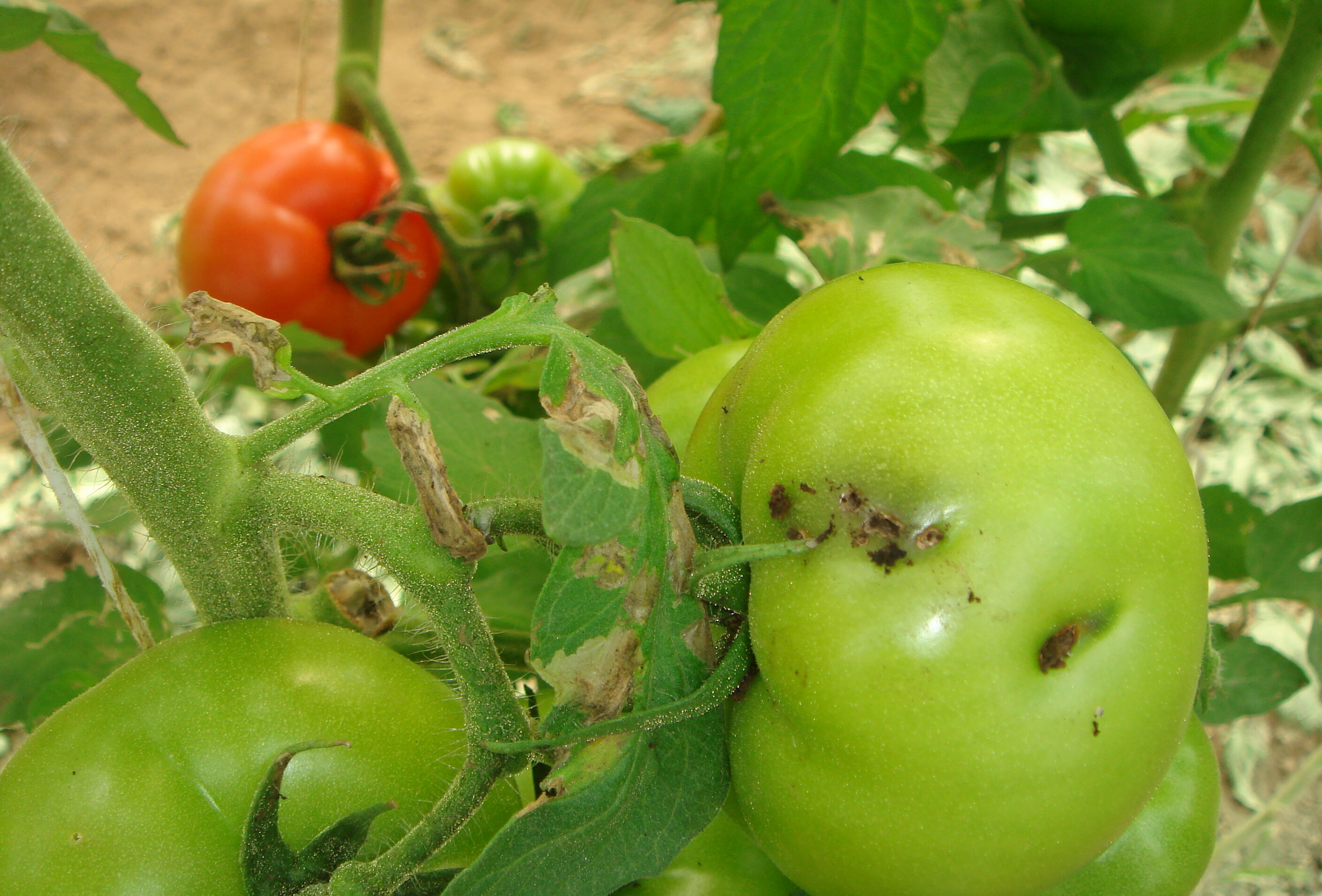 Tackling Tuta absoluta: Koppert proposes IPM