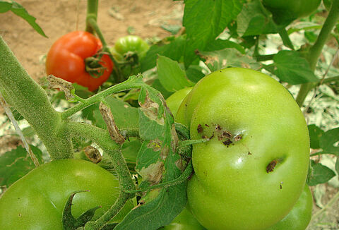 Tackling Tuta absoluta: Koppert proposes IPM