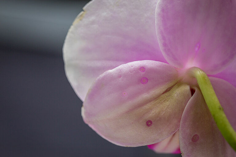 Western Flower Thrips Frankliniella occidentalis damage on phalaenopsis