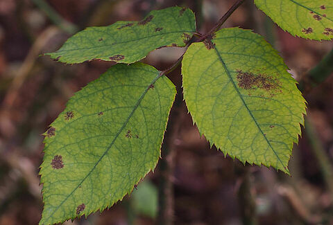 Downy mildew of rose