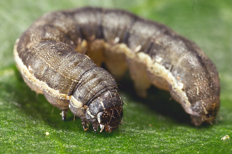 Larva of the Beet armyworm Spodoptera exigua