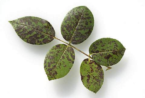 Rainy Woes – Conquering Downy Mildew and Botrytis Naturally