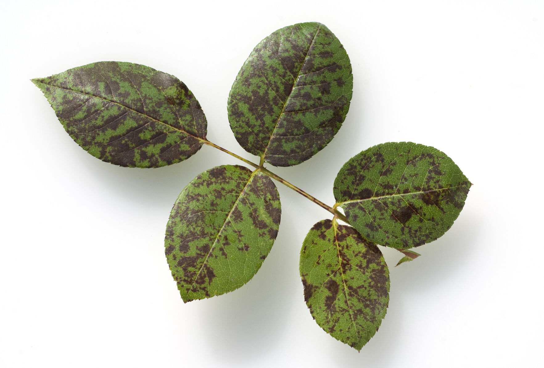 Rainy Woes – Conquering Downy Mildew and Botrytis Naturally