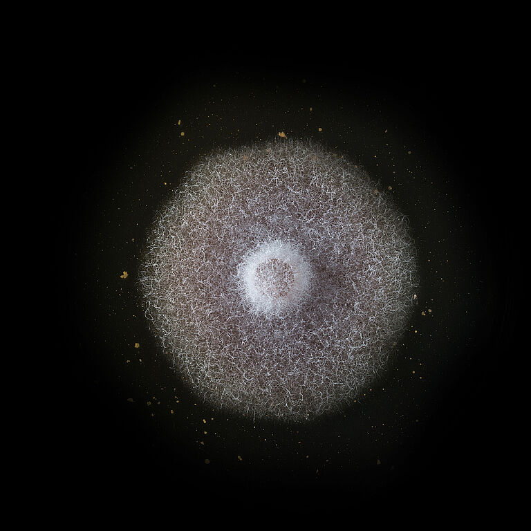 Basal rot Fusarium oxysporum grown in petri dish