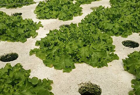 Lettuce