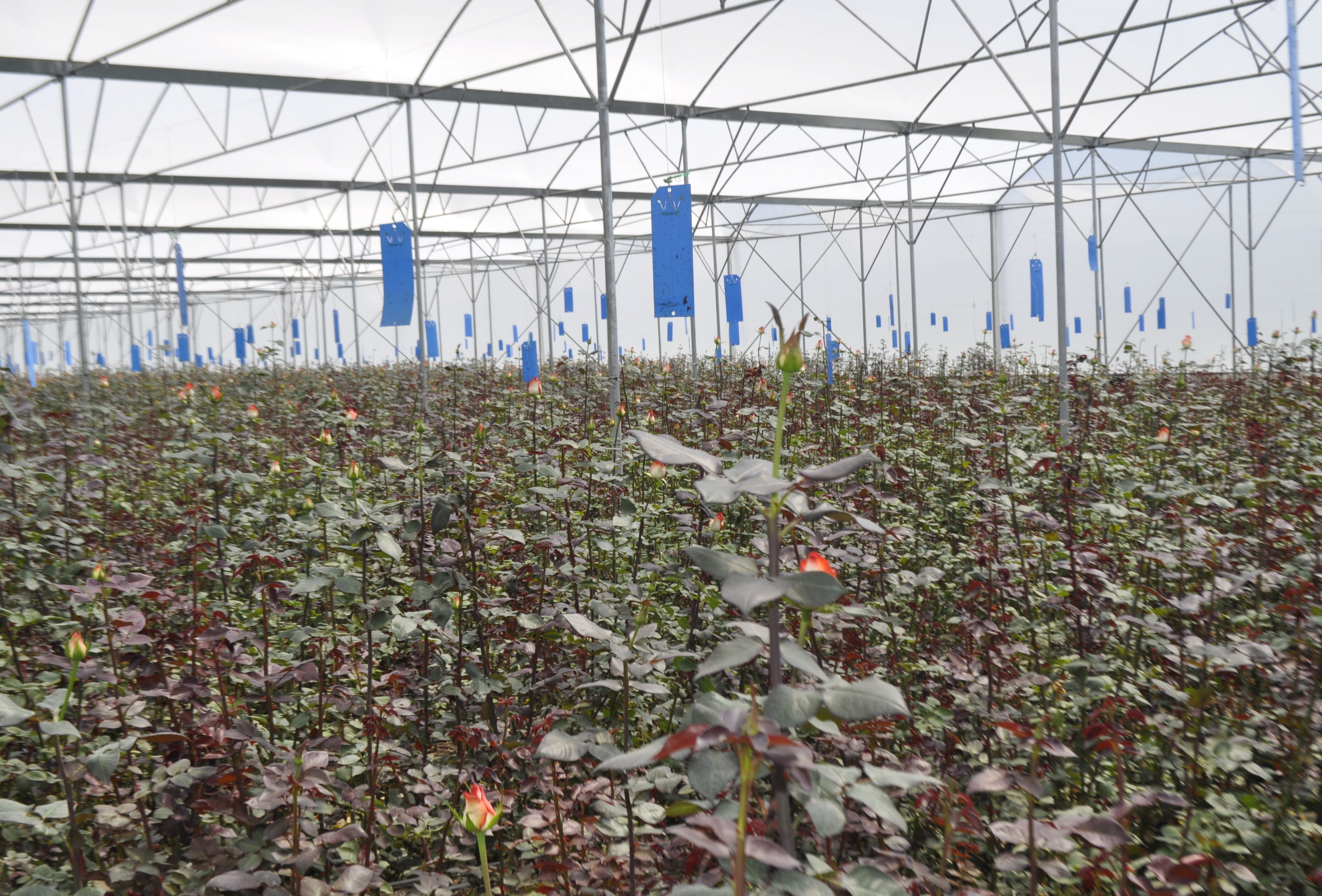 Horiver – the most effective sticky trap for mass trapping