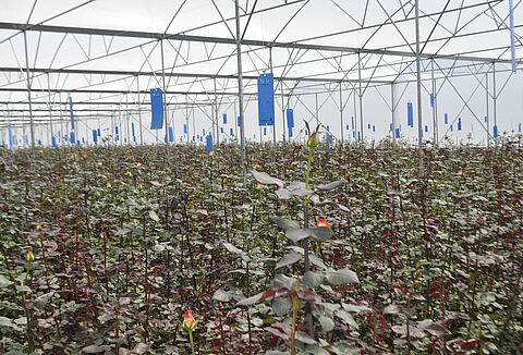 Horiver – the most effective sticky trap for mass trapping