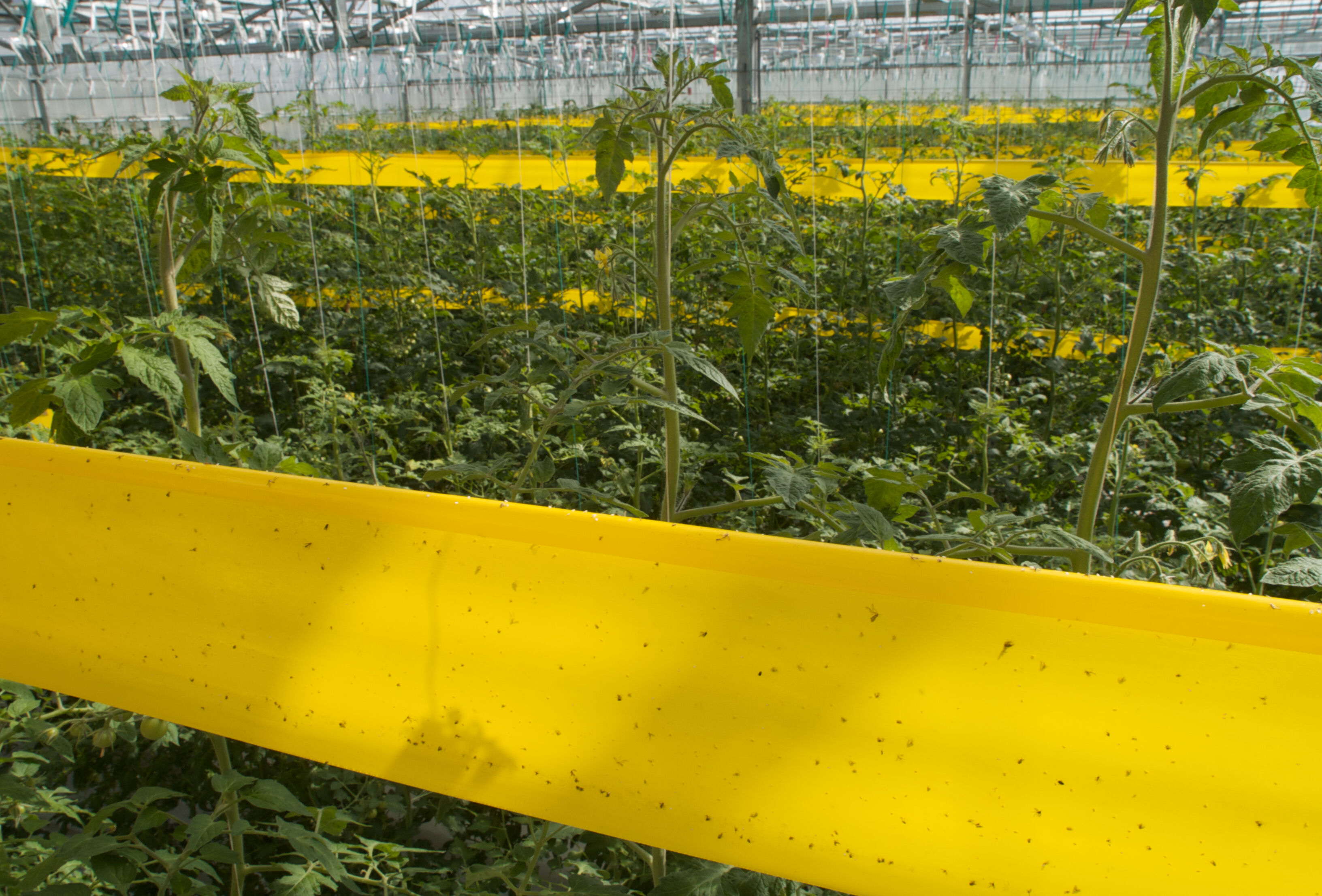 At a glance: Allies in the fight against Whitefly