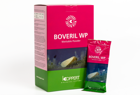 Thrips: A tiny pest with big consequences