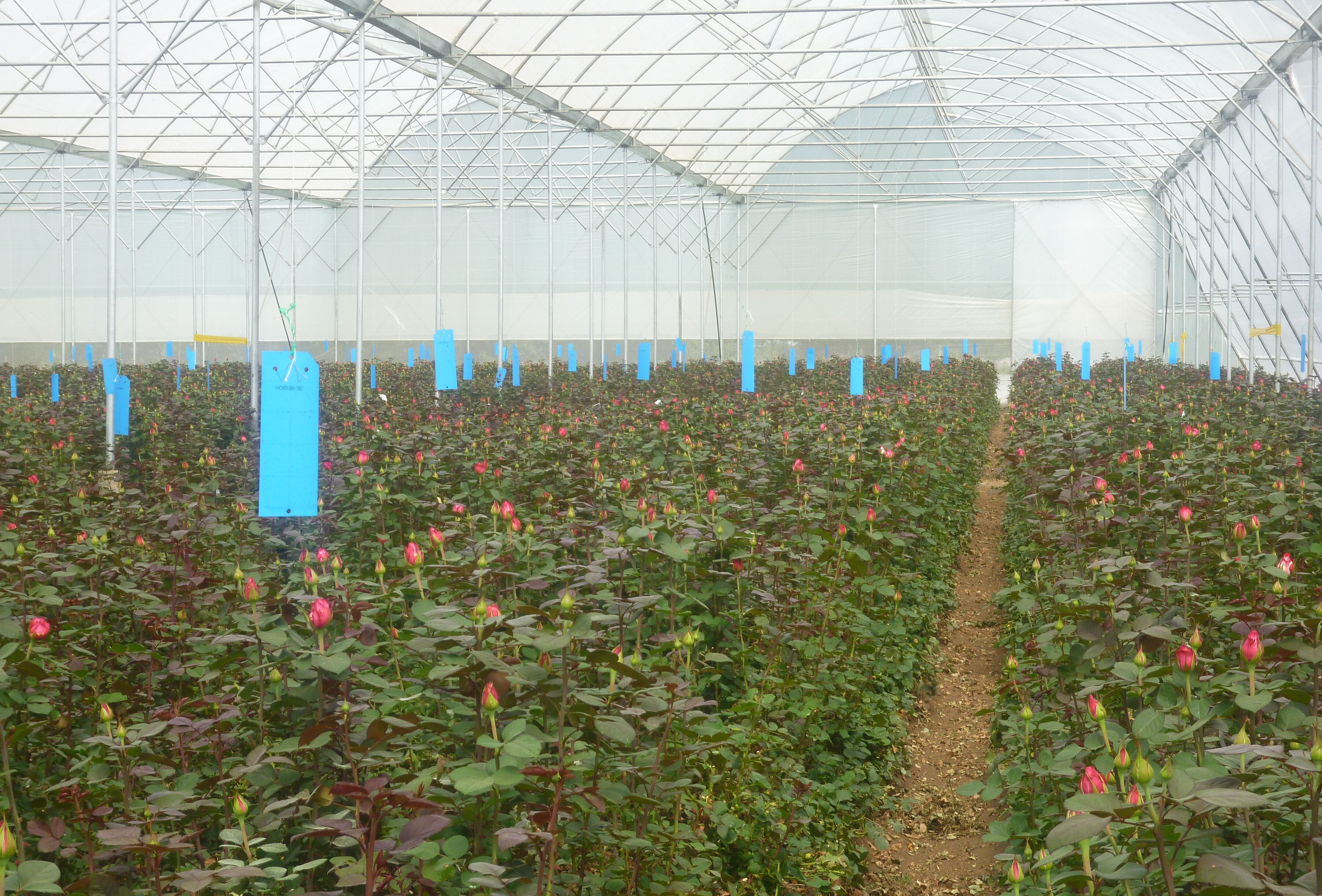 Protect your plants from Thrips with Horiver-TR®