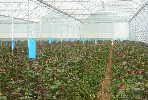 Protect your plants from Thrips with Horiver-TR®