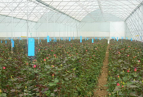 Protect your plants from Thrips with Horiver-TR®