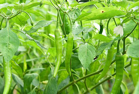 Chilli pepper