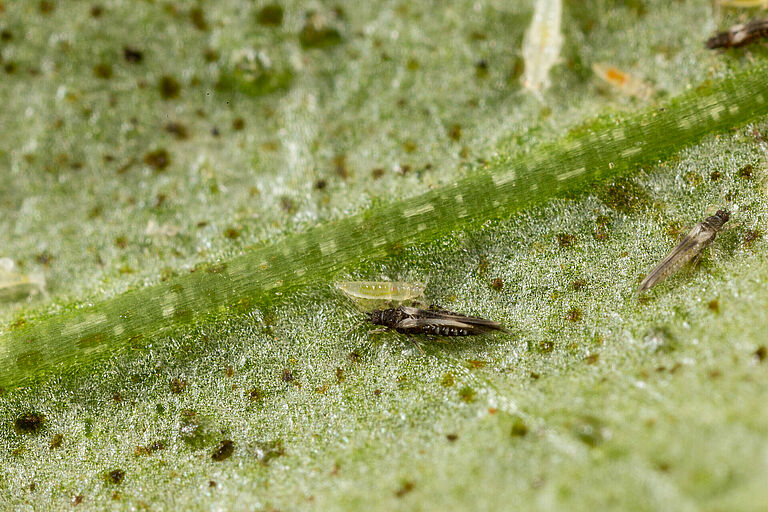 Impatiens thrips Echinothrips americanus on leaf