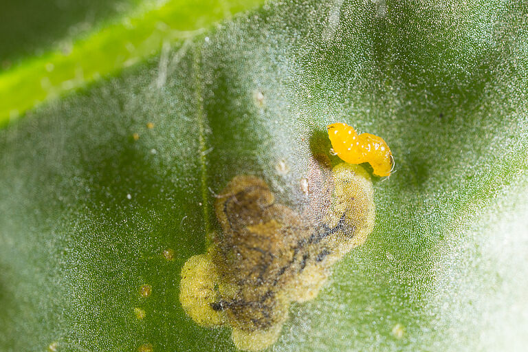Larva of the American serpentine leafminer Liriomyza trifolii