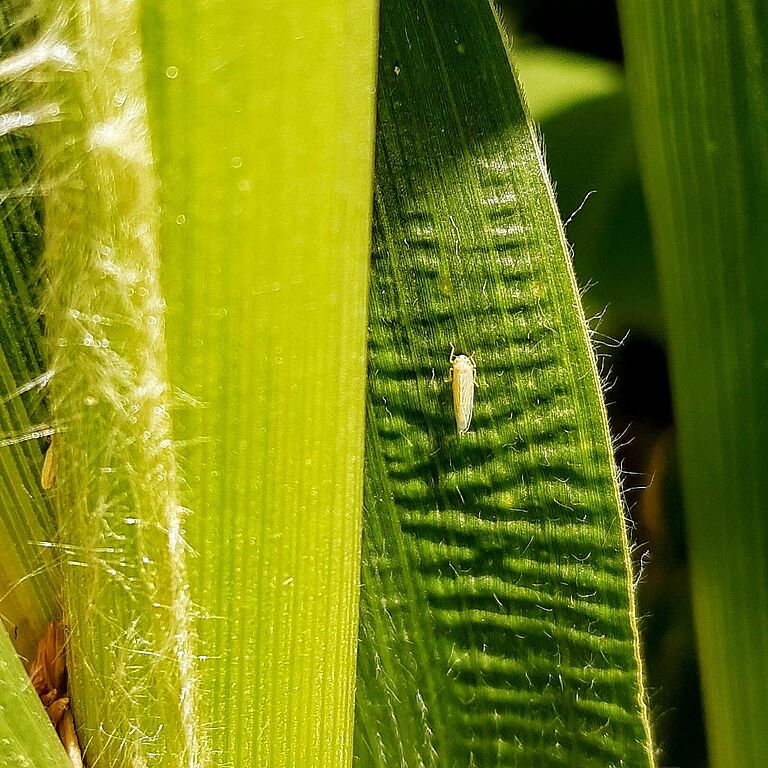 Maize leafhopper Dalbulis maidis