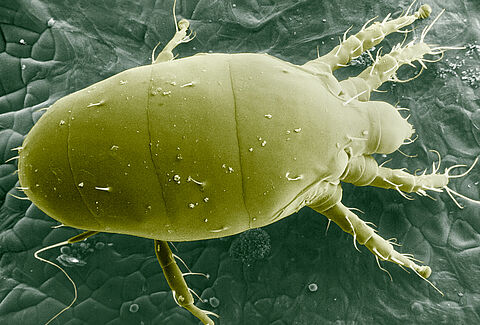 Broad mite