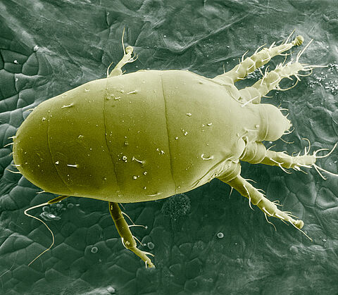 Broad mite