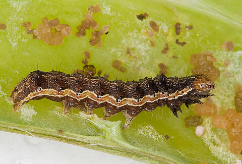 Cotton bollworm