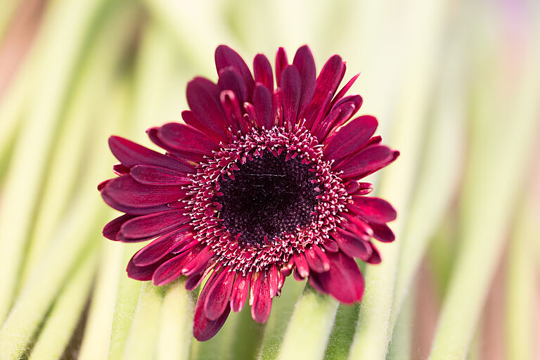 Damage caused by Strawberry mite Phytonemus pallidus