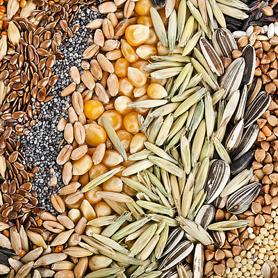 what is seed treatment