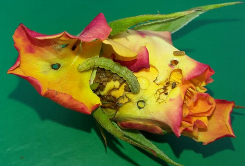 Managing Caterpillar infestations in your greenhouse