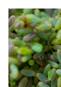 FAQ Chrysopa-E FAQ Chrysopa-E