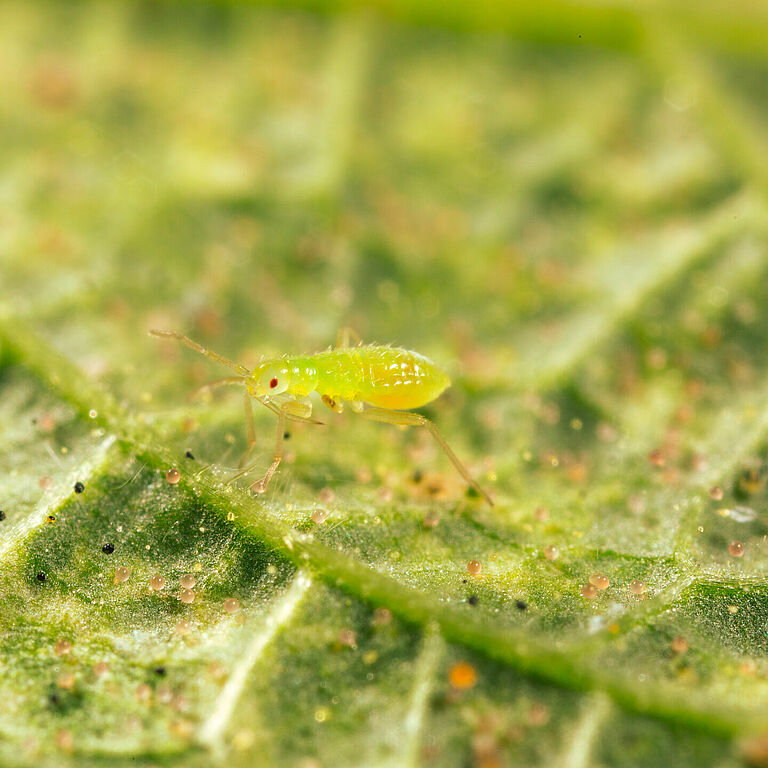 Macrolophus pygmaeus young nymph