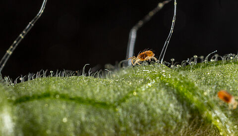 Two-spotted spider mite