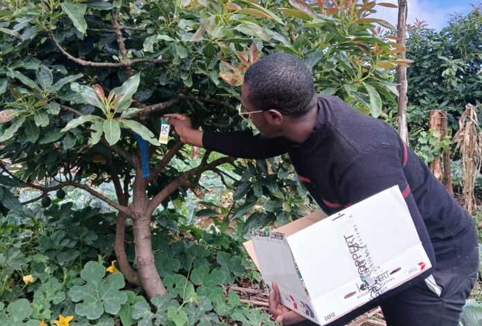 The Silent Threat to Kenya’s Avocado Industry: How Koppert is Leading the Fight Against a Tiny Arthropod called Persea Mite (Oligonychus perseae).