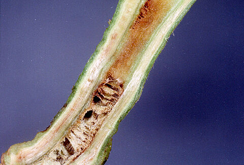 Bacterial wilt, brown rot
