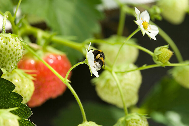 Bumblebee (Bombus terrestris) pollinating strawberry flower