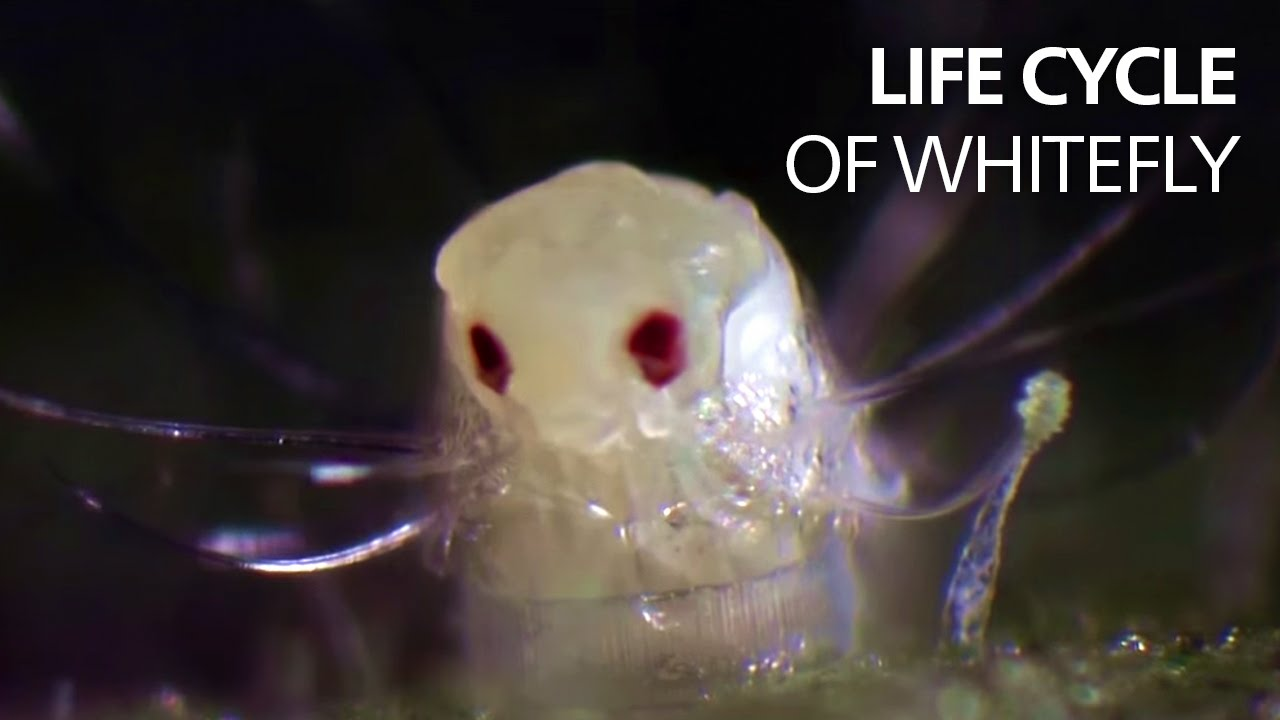 Life cycle of whitefly