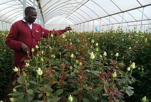 Proactive management of Downy mildew & Botrytis in Flowers