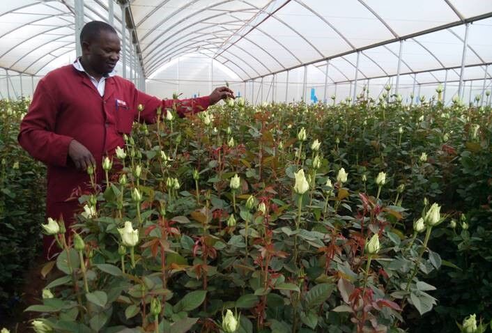 Proactive management of Downy mildew & Botrytis in Flowers