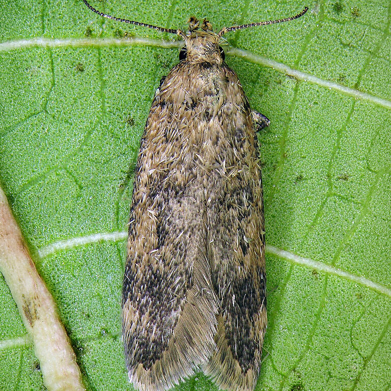 False codling moth Thaumatotibia leucotreta
