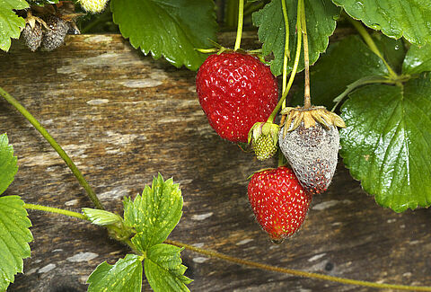 Botrytis