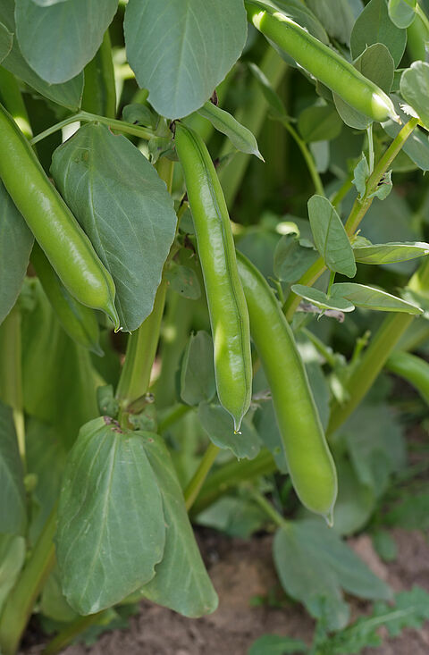 Faba bean