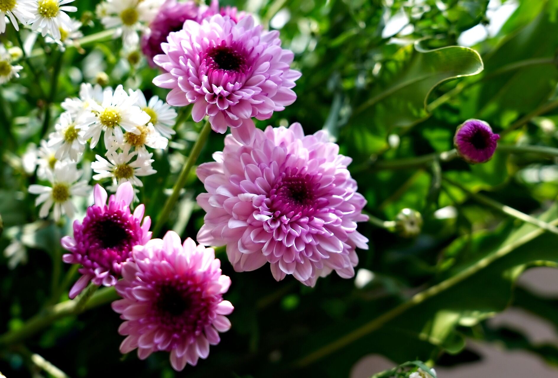 Boost Soil Health Naturally: Inside the Koppert Soil Health Program