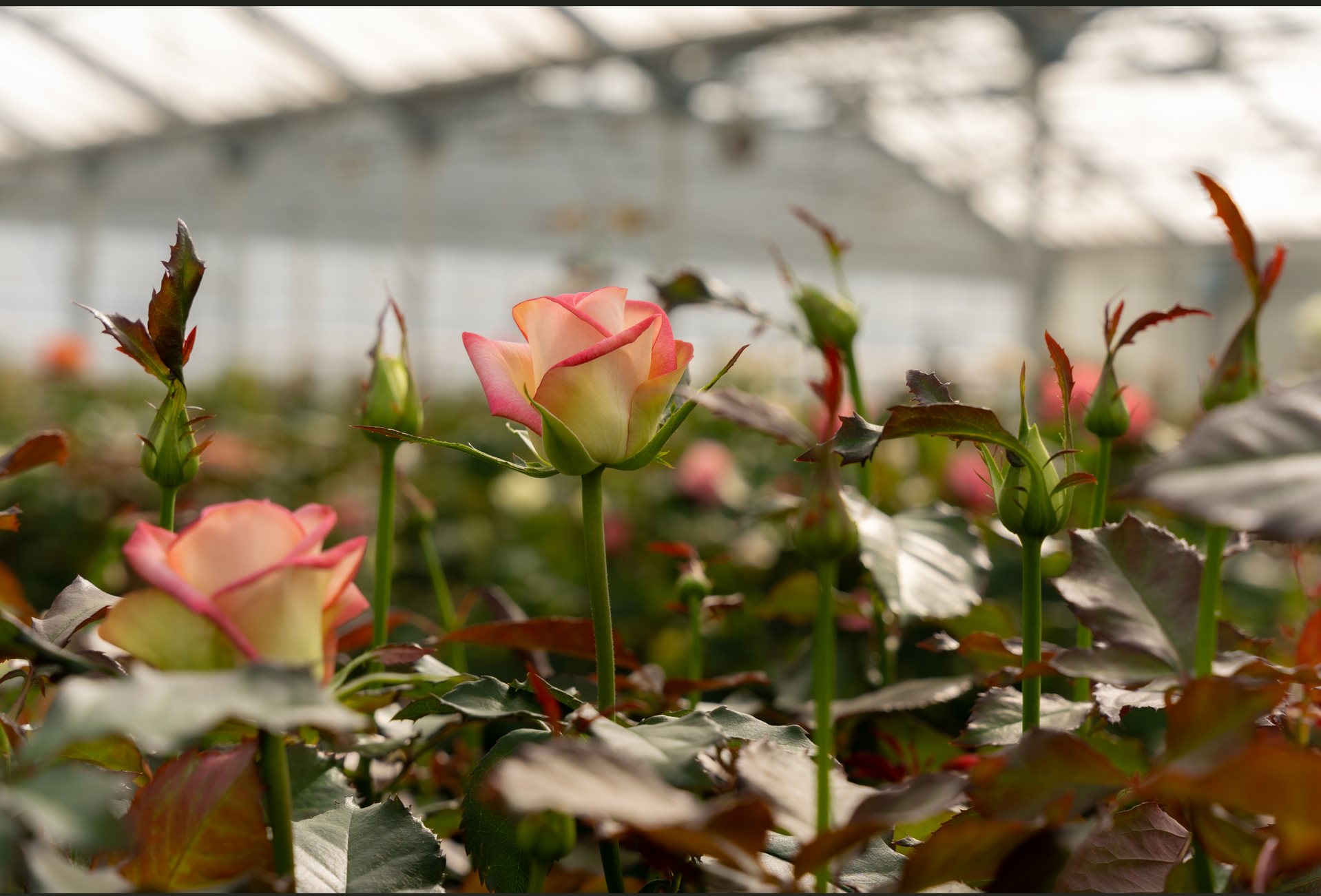 How Trianum Helps Rose Growers Defeat Crown Gall and Maximize Crop Performance